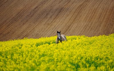 Chcąc uprawiać zdrowe rośliny, musimy dać możliwość im odpowiednie warunki.