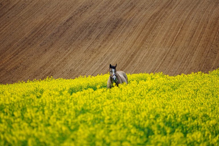Chcąc uprawiać zdrowe rośliny, musimy dać możliwość im odpowiednie warunki.